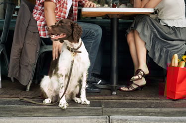 dog at restaurant dog at restaurant